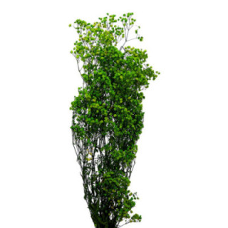 GYPSOPHILA PRESERVADO LIME GREEN GYP/41701