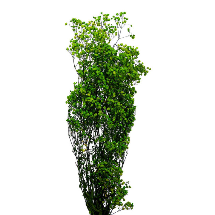 GYPSOPHILA PRESERVADO LIME GREEN GYP/41701