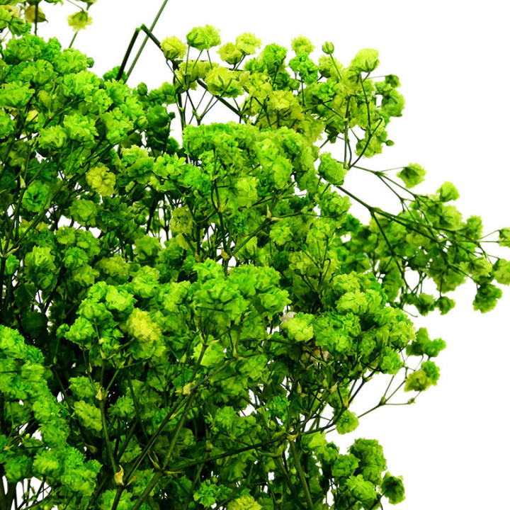 GYPSOPHILA PRESERVADO LIME GREEN GYP/41702