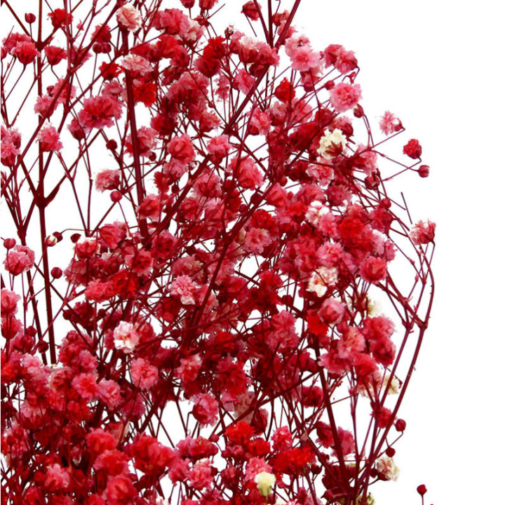 GYPSOPHILA PRESERVADO ROSA GYP/44202