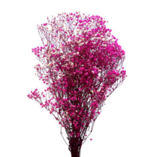 GYPSOPHILA PRESERVADO BRIGHT ROSA GYP/44301