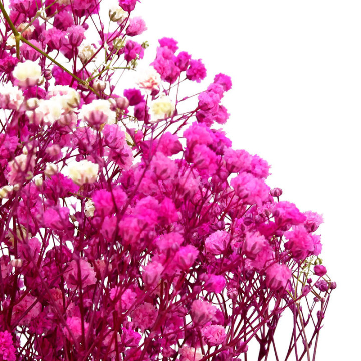 GYPSOPHILA PRESERVADO BRIGHT ROSA GYP/44302