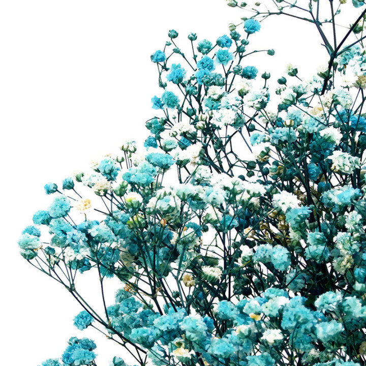 GYPSOPHILA PRESERVADO LIGHT AZUL GYP/46402