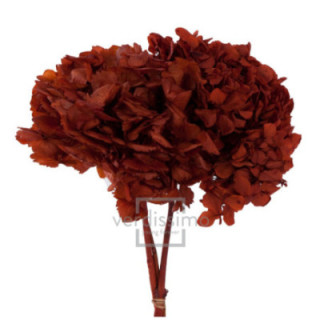 HORTENSIA PRESERVADA STANDARD HRT/09001