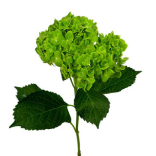 HYDR SELECT SHAMROCK 601