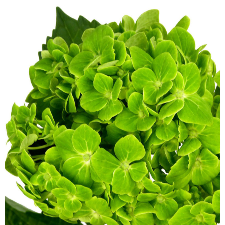 HYDR SELECT SHAMROCK 602