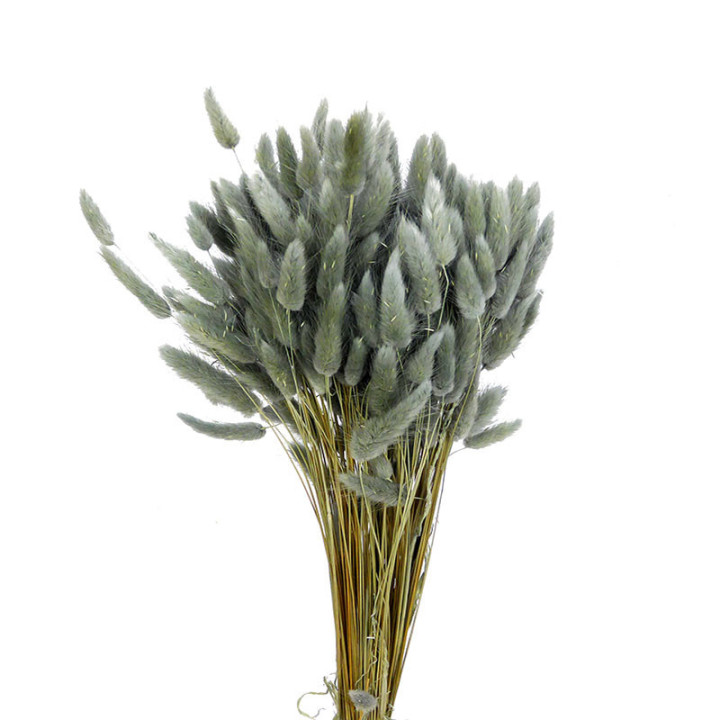 LAGURUS SECO GRIS1