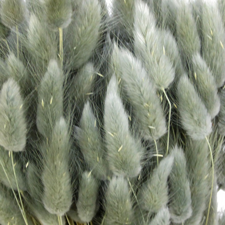 LAGURUS SECO GRIS2