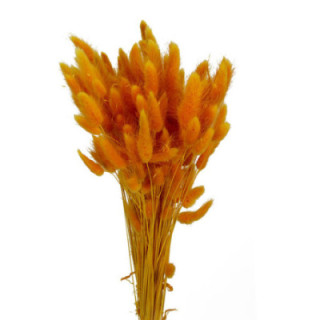 LAGURUS SECO MELOCOTON1