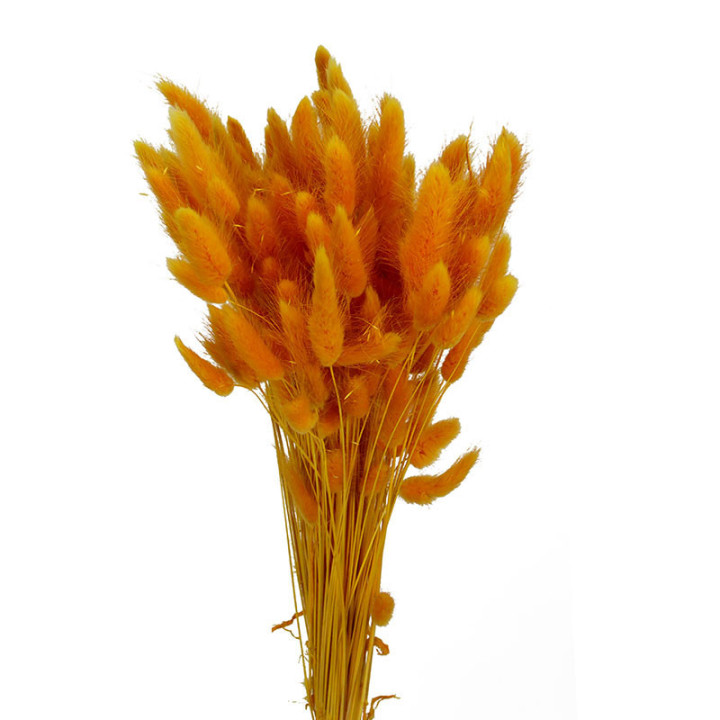LAGURUS SECO MELOCOTON1