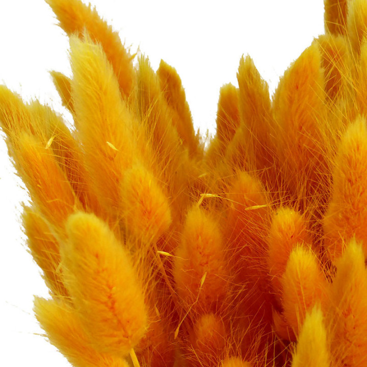 LAGURUS SECO MELOCOTON2