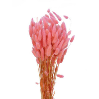 LAGURUS SECO ROSA CLARO1