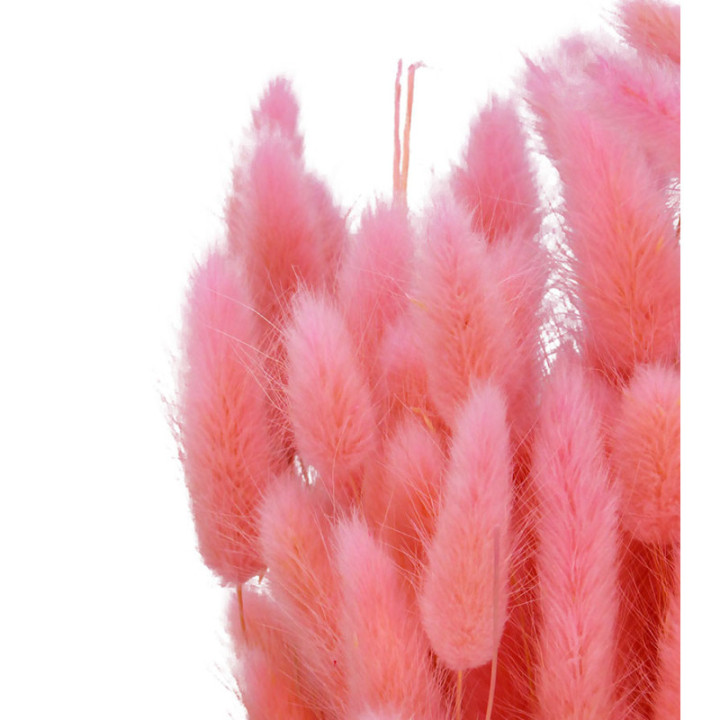 LAGURUS SECO ROSA CLARO2