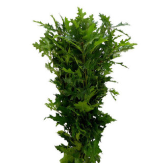 QUERCUS NATURAL1