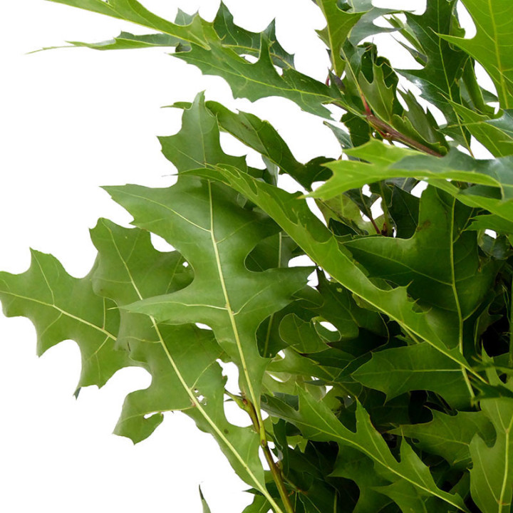 QUERCUS NATURAL2