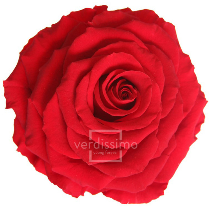 ROSA PRESERVADA KING RSK/22001