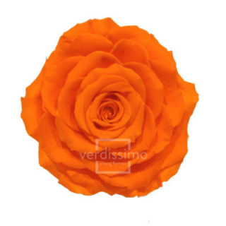 ROSA PRESERVADA KING RSK/25301