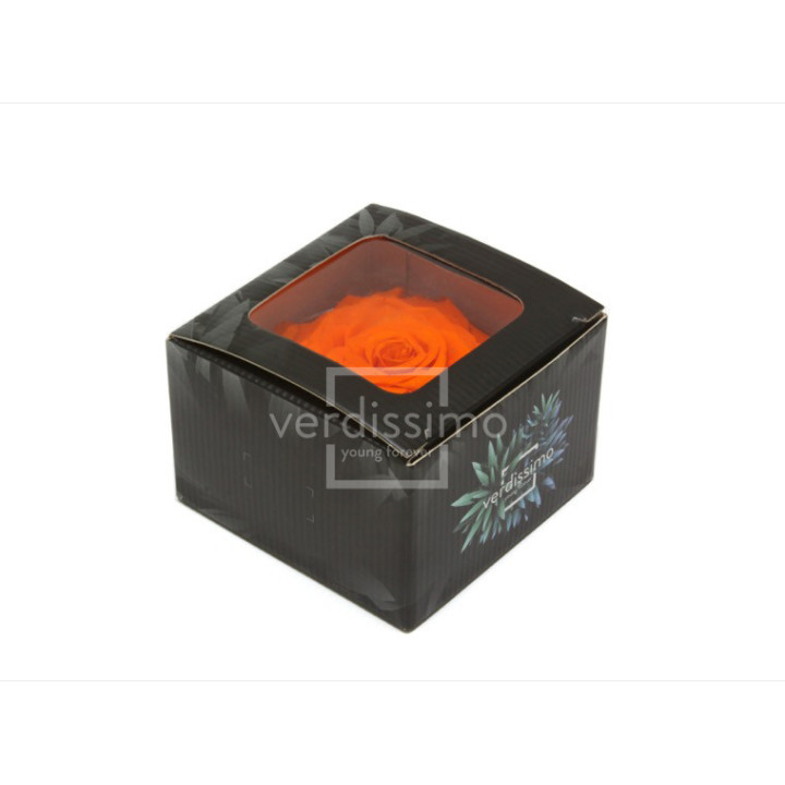 ROSA PRESERVADA KING RSK/25302