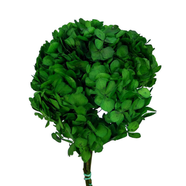 HORTENSIA PRESERVADA STANDARD HRT/01301