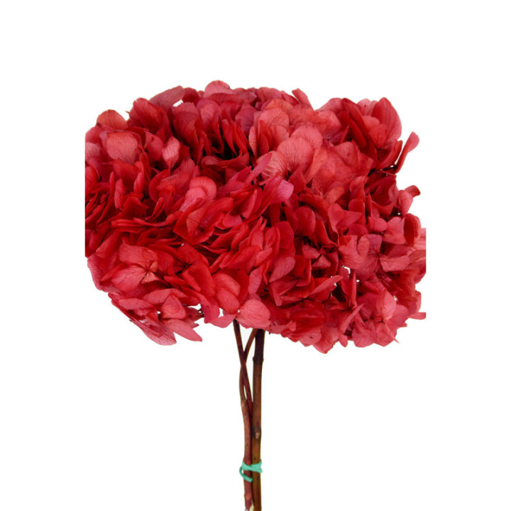 HORTENSIA PRESERVADA STANDARD HRT/04001