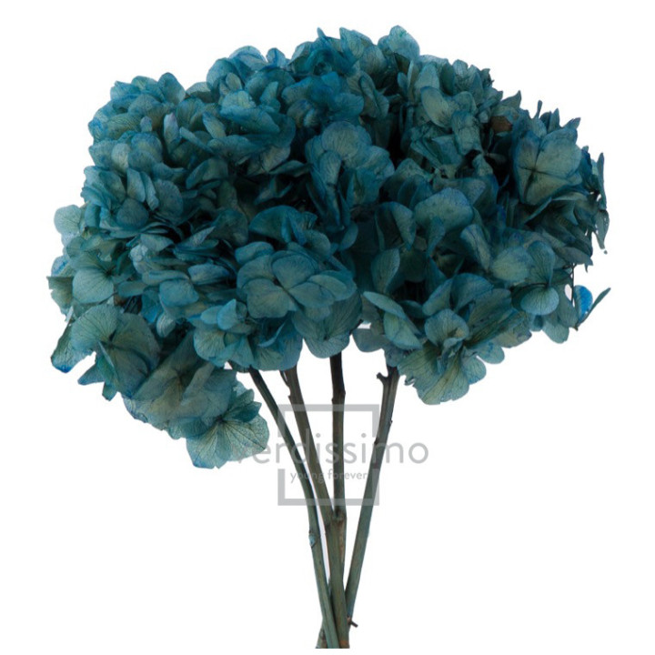 HORTENSIA PRESERVADA STANDARD HRT/06101