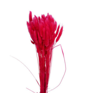 LAGURUS SECO FUCSIA1