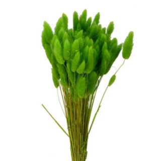 LAGURUS SECO VERDE CLARO1