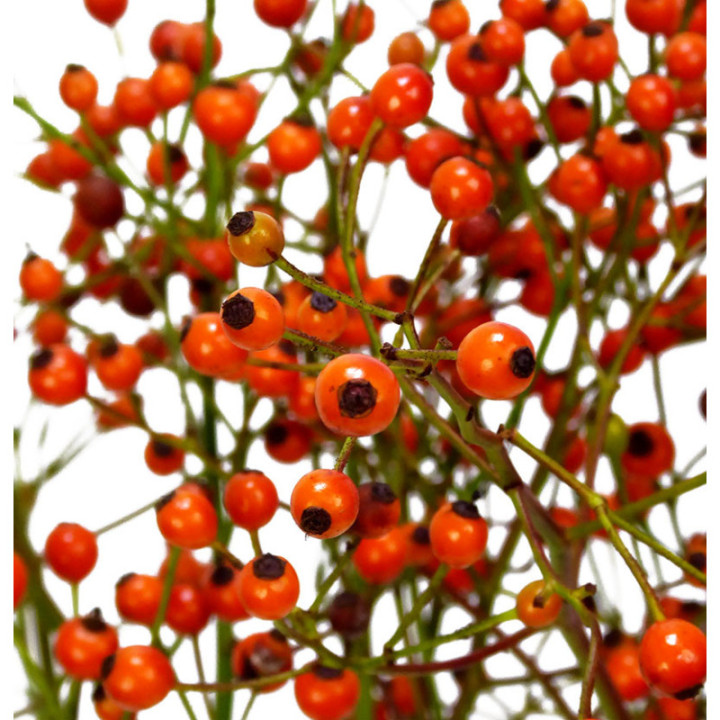 ROZENBOTTEL PRINSBERRY ORANGE 401