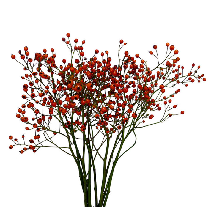 ROZENBOTTEL PRINSBERRY ORANGE 402