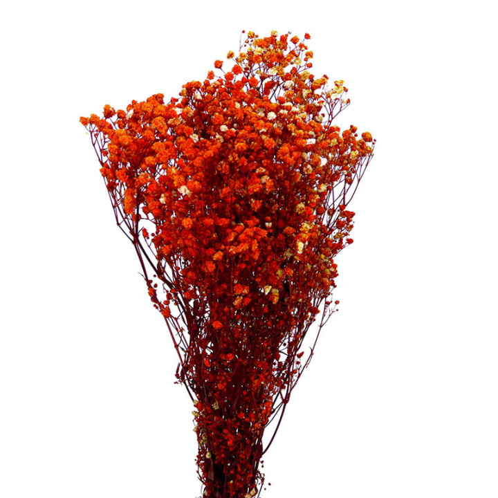 GYPSOPHILA PRESERVADO NARANJA GYP/45301