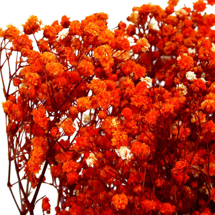 GYPSOPHILA PRESERVADO NARANJA GYP/45302