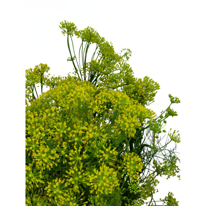 ANETHUM GRAVEOLENS 802