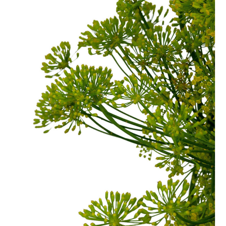 ANETHUM GRAVEOLENS 803