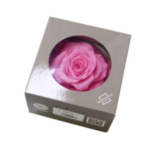 ROSA PRESERVADA KING RSK/24201