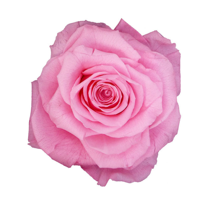 ROSA PRESERVADA KING RSK/24202