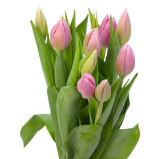 TULIPAN BIG LOVE 401