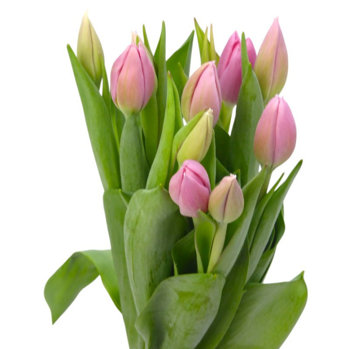 TULIPAN BIG LOVE 401
