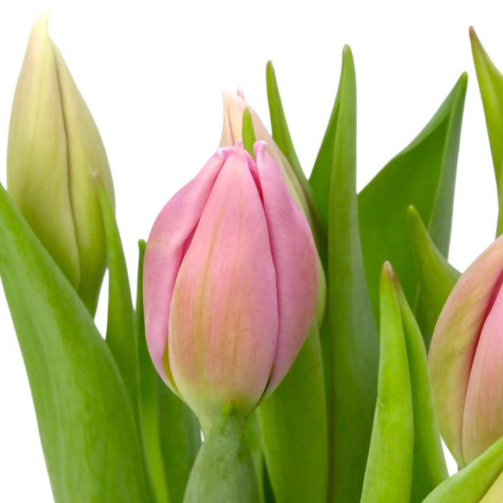 TULIPAN BIG LOVE 402