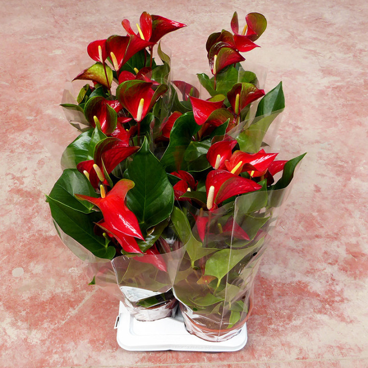 PL. ANTHURIUM DYNAMITE RED 60CM X61