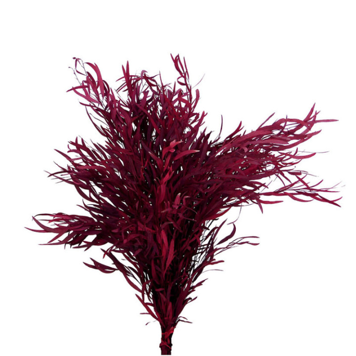 EUCALIPTUS PRESERVADO NICHOLII ROJO1