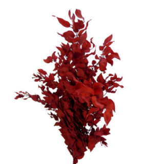 EUCALIPTUS PRESERVADO STUARTIANA ROJO1