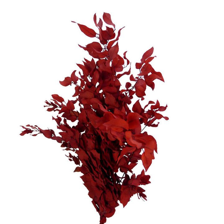 EUCALIPTUS PRESERVADO STUARTIANA ROJO1