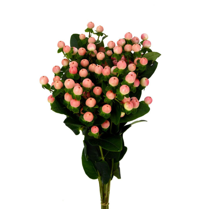 HYPERICUM COCO TIAMO 701