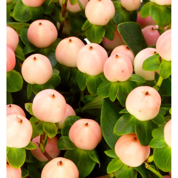 HYPERICUM COCO TIAMO 702