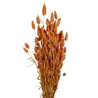 PHALARIS NARANJA CLARO1