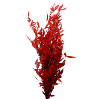 RUSCUS IT FINO PRESERVADO ROJO1