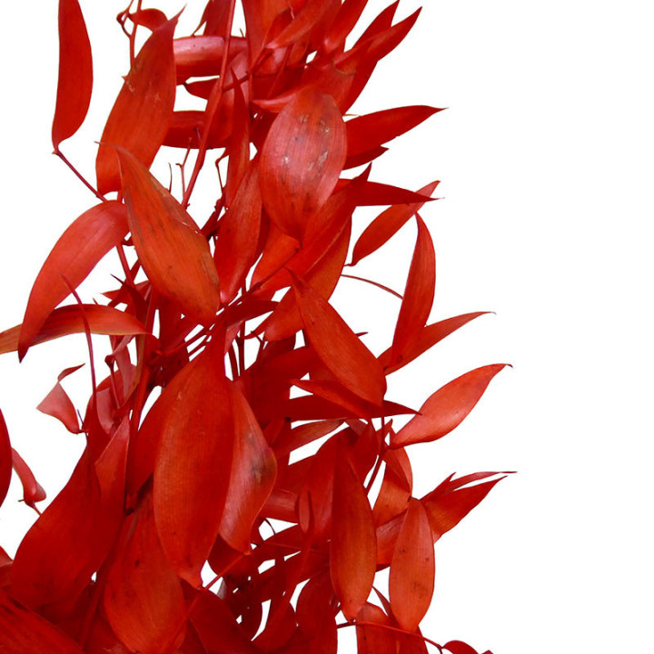 RUSCUS IT FINO PRESERVADO ROJO2