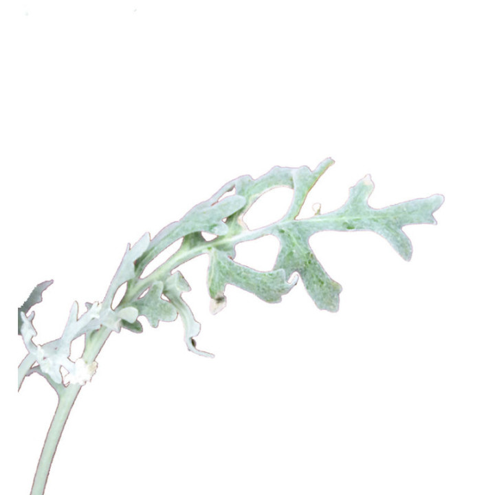 SENECIO MARITIMA 601