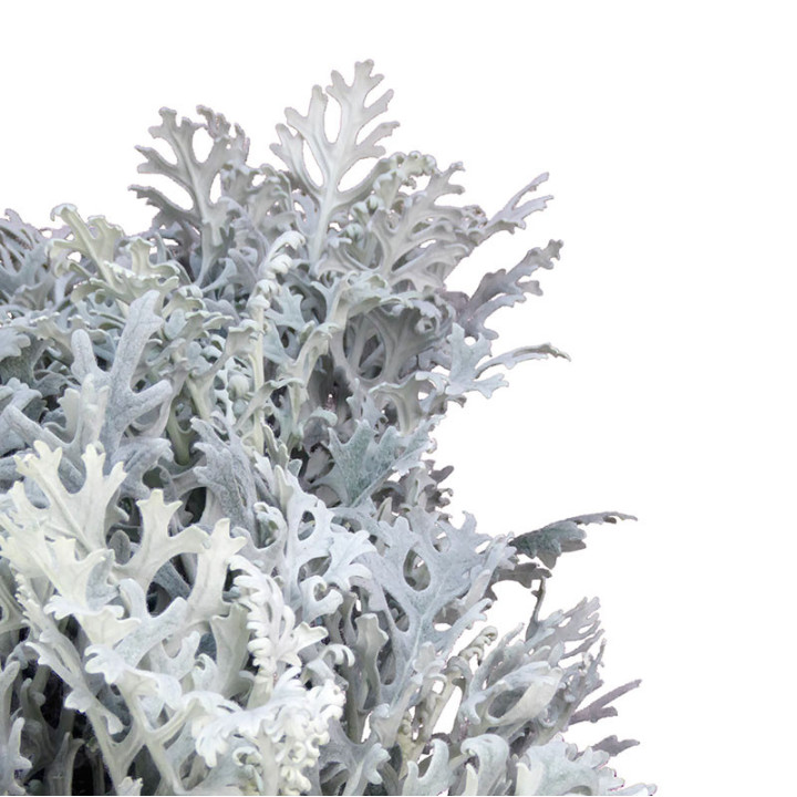 SENECIO MARITIMA 602