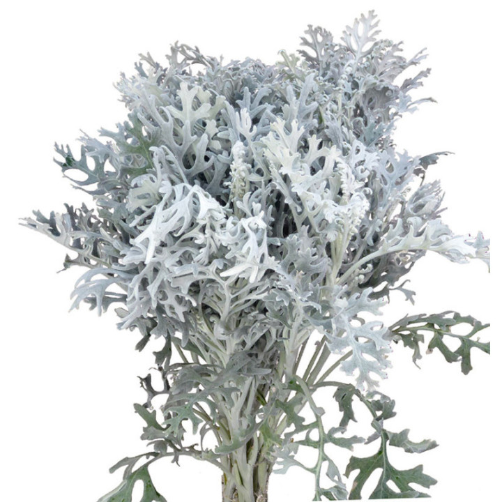 SENECIO MARITIMA 603